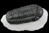 Austerops Trilobite - Morocco - Nice Eye Facets #79840-1